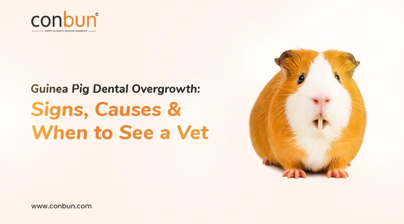 Guinea Pig Dental Overgrowth: Signs, Causes & When to See a Vet